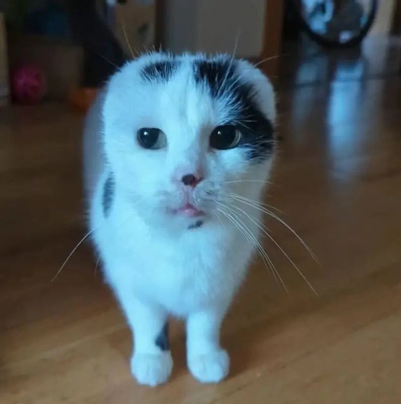Cat With Folded Ears