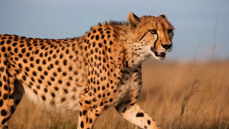 Cheetah In Savannah Stride