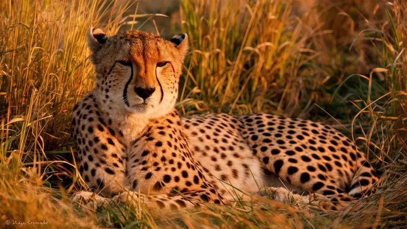 Cheetah Resting In Sunlight