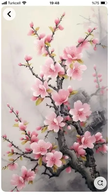 Cherry Blossom On Misty Branch