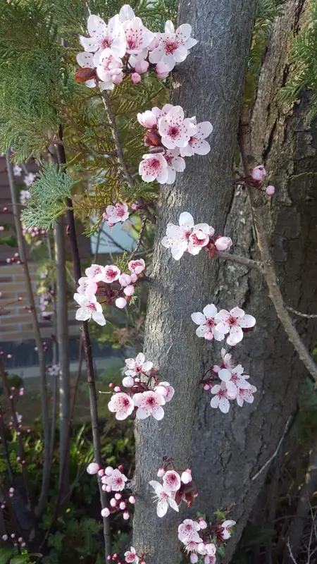 Cherry Blossoms On Tree Trunk