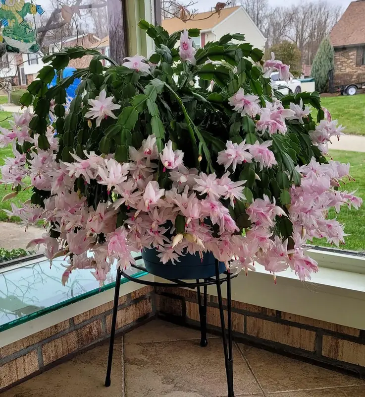 Christmas Cactus In Full Bloom