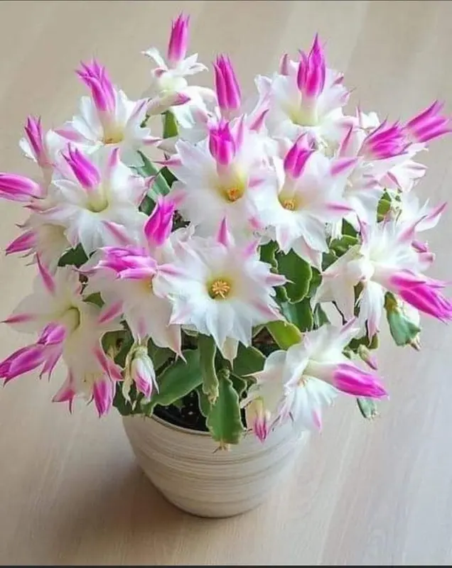 Christmas Cactus With Flowers