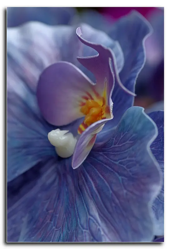 Close-up Blue Violet Flower