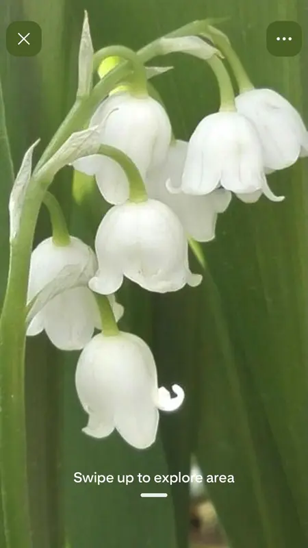 Close-up Lily Of The Valley Flowers
