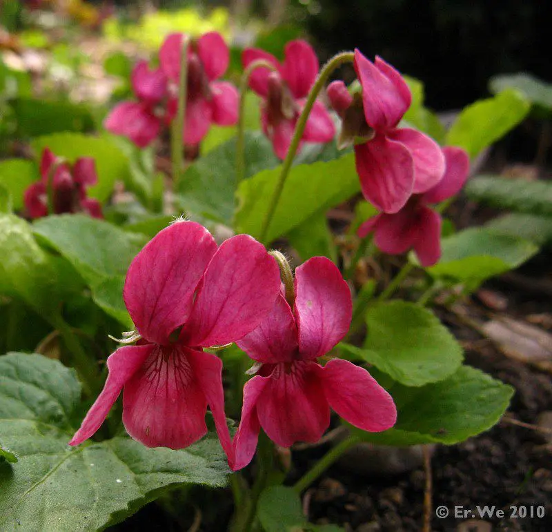 Close-up Magenta Spring Flowers