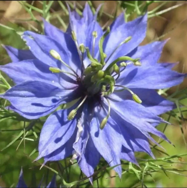 Close-up Of A Blue Flower
