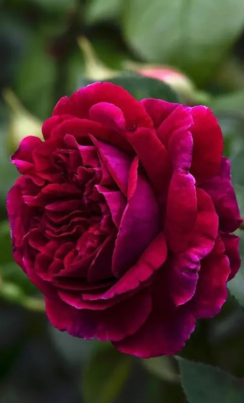 Close-up Of A Rose