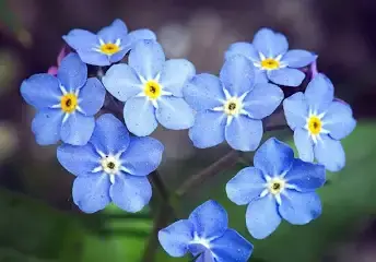 Close-up Of Blue Flowers