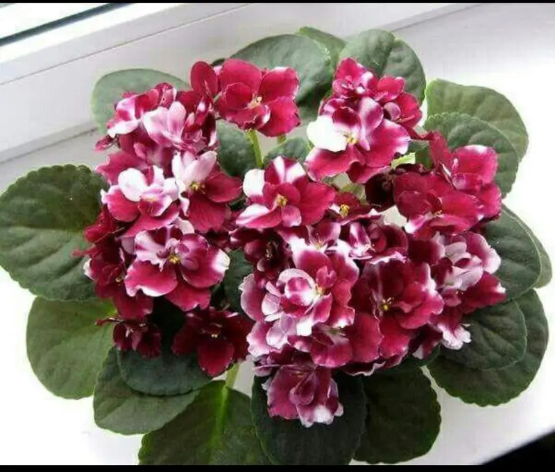 Close-up Of Flowering Plant