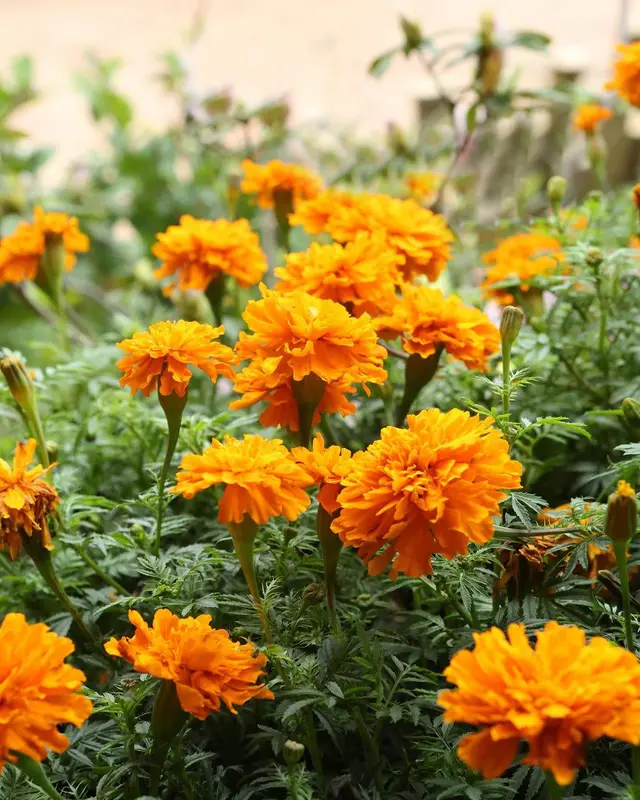 Close-up Of Orange Marigolds