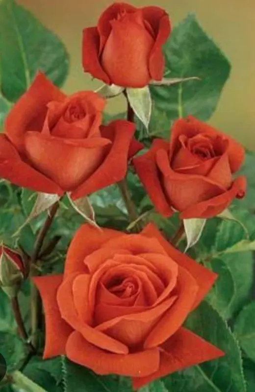 Close-up Of Orange Roses