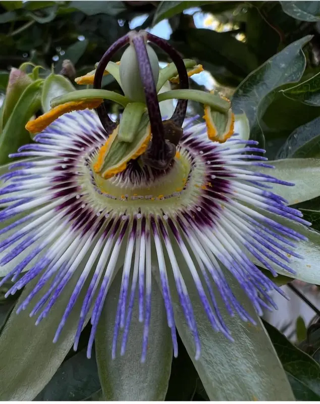 Close-up Of Passion Flower