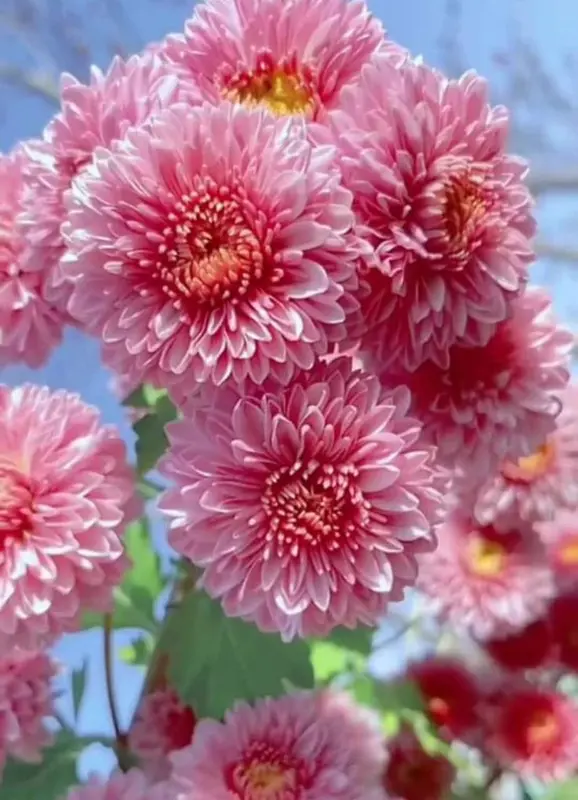 Close-up Of Pink Flowers
