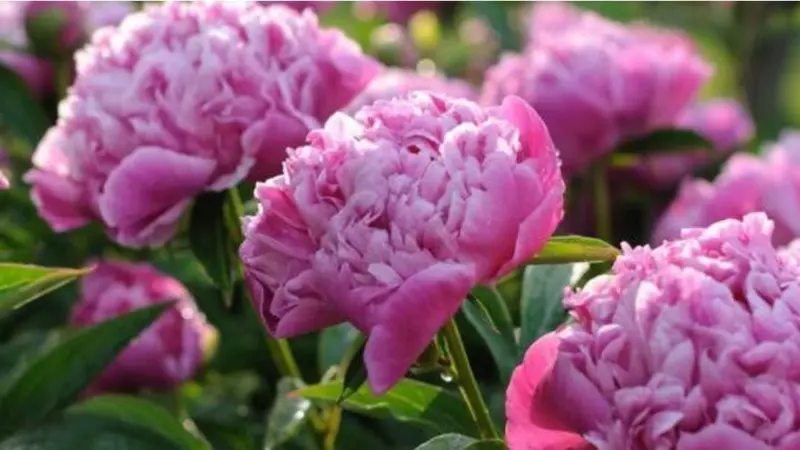 Close-up Of Pink Peonies