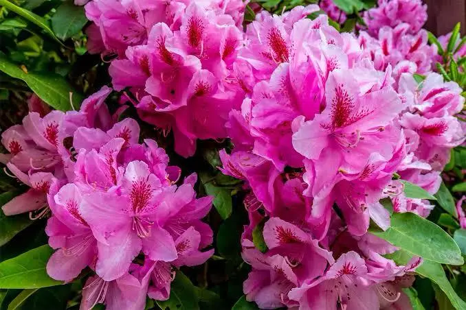 Close-up Of Pink Rhododendrons