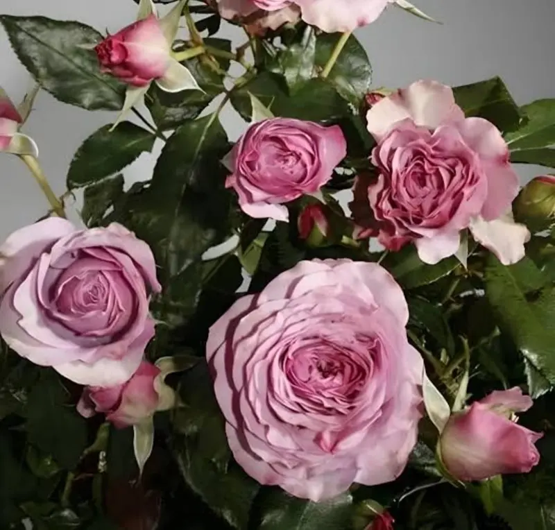 Close-up Of Pink Roses