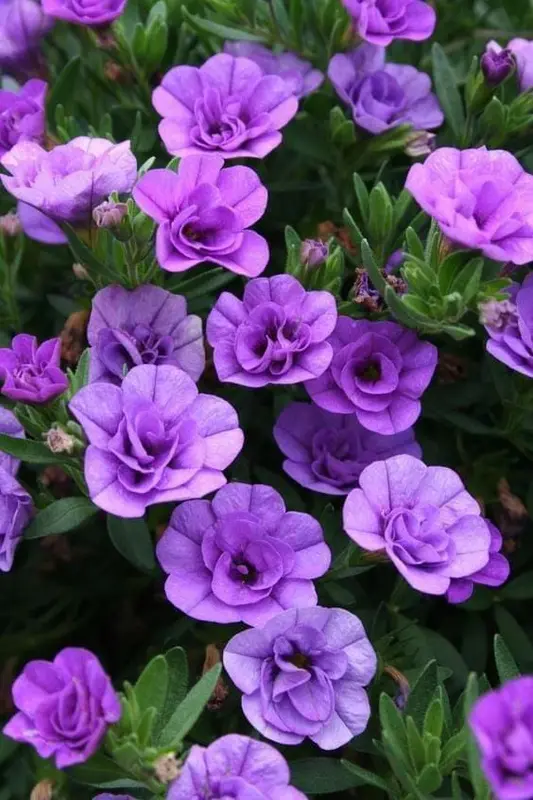 Close-up Of Purple Flowers