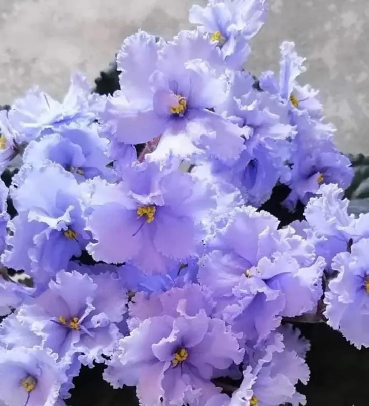 Close-up Of Purple Flowers