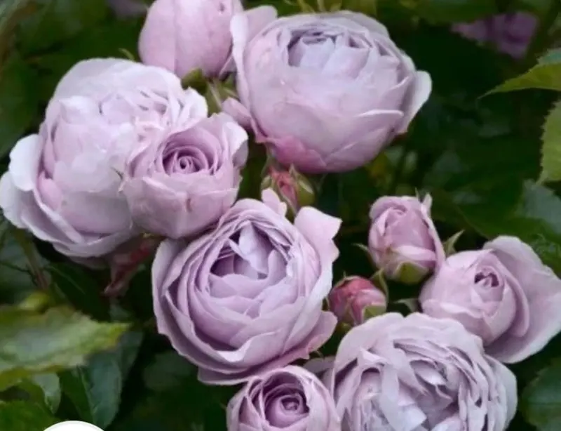 Close-up Of Purple Roses