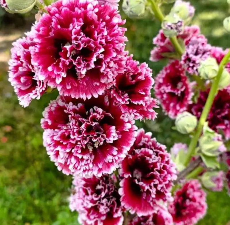 Close-up Of Red And White Flowers