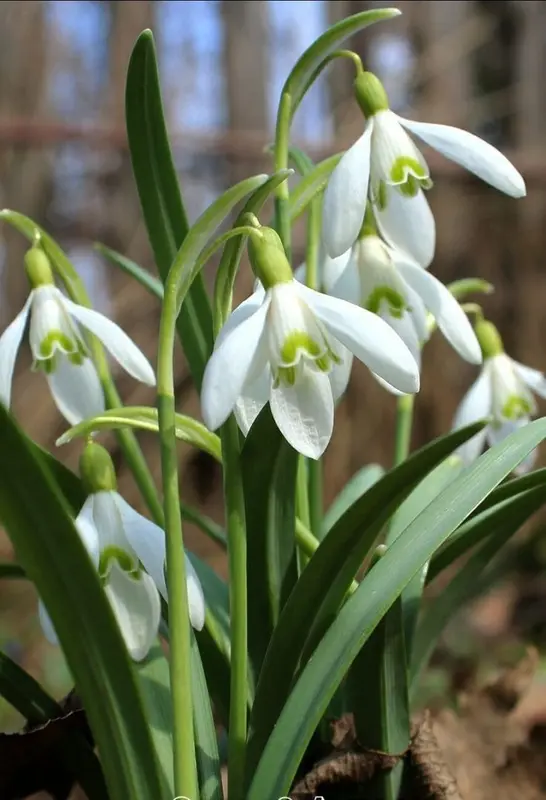 Close-up Of Snowdrop Flowers