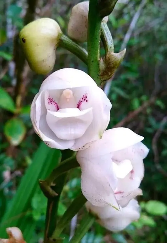 Close-up Of White Nun Orchid