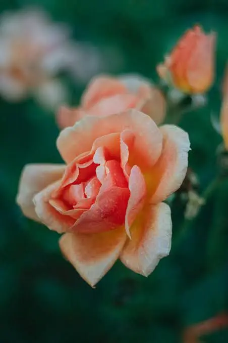 Close Up Peach Rose Bloom