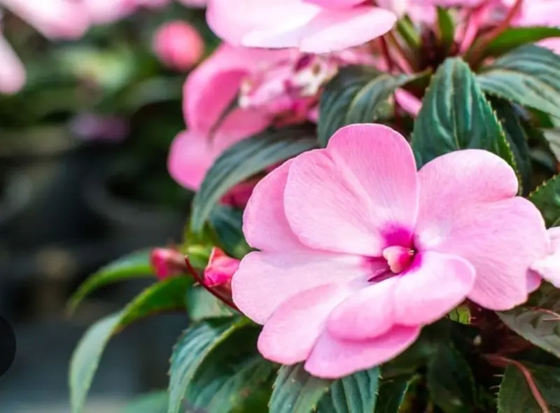 Close-up Pink Flower Bloom
