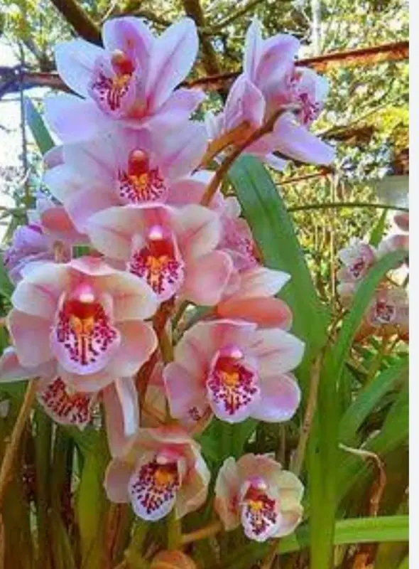 Close-up Pink Orchid Blooms