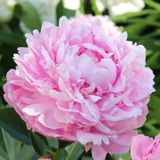 Close-up Pink Peony Bloom
