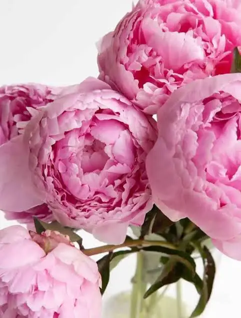 Close-up Pink Peony Bouquet