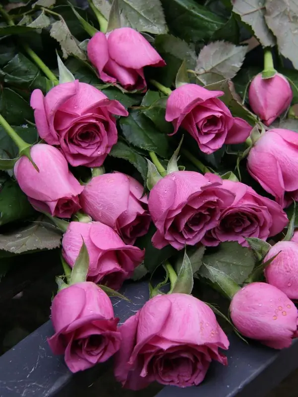 Close-up Pink Rose Bouquet