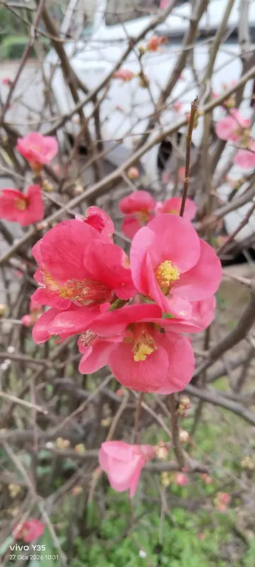 Close-up Pink Spring Blossoms