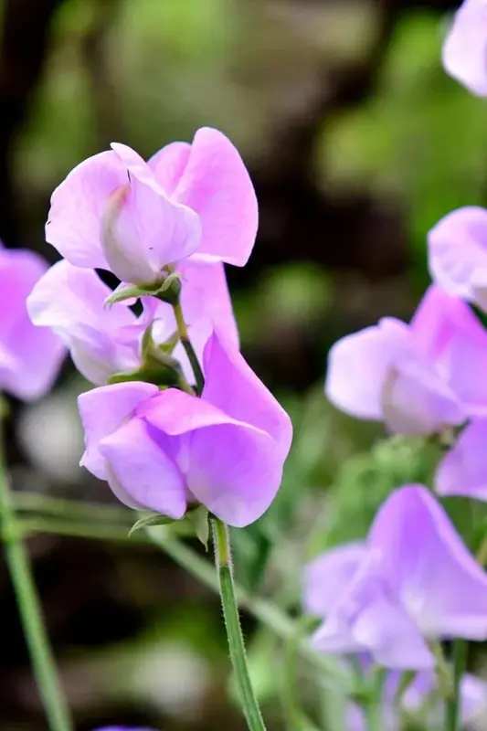 Close-up Purple Sweet Peas