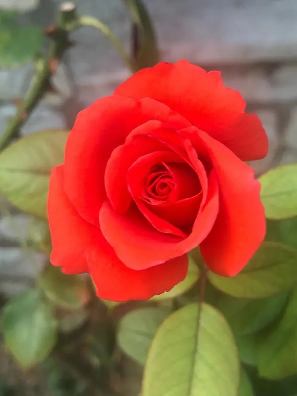 Close-up Red Rose Blossom