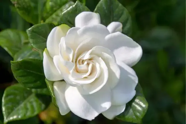 Close-up White Gardenia Bloom