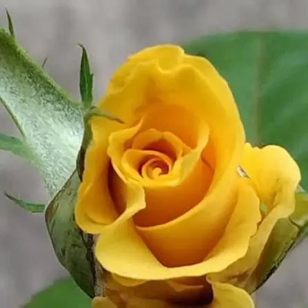 Close Up Yellow Rose