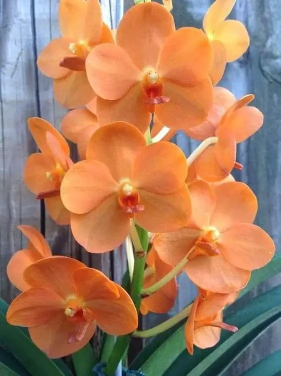 Cluster Of Orange Orchids