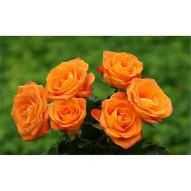 Cluster Of Orange Roses