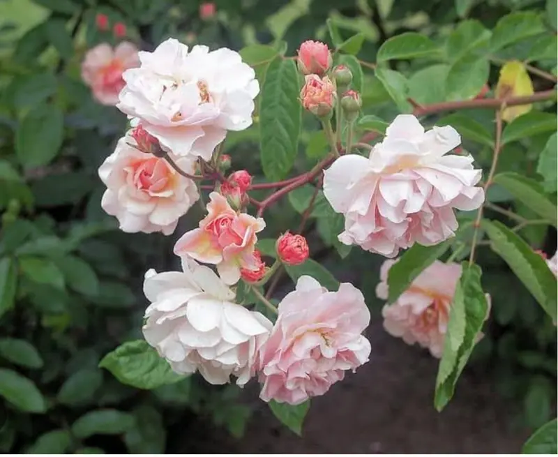 Cluster Of Pink Garden Roses