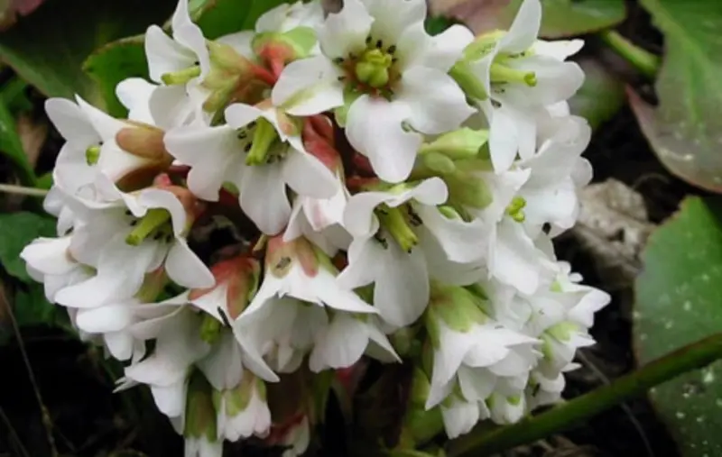 Cluster Of White Bell Flowers