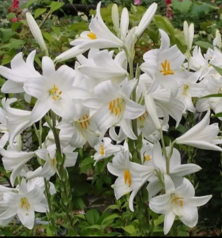 Cluster Of White Lilies Blooming