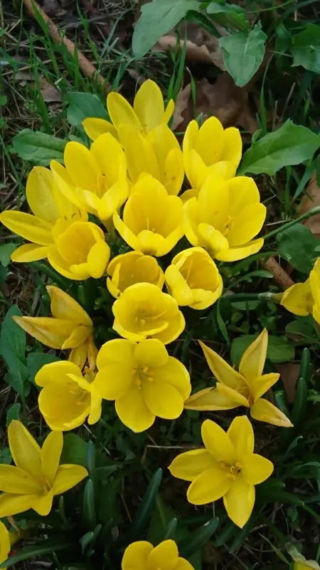 Cluster Of Yellow Crocuses