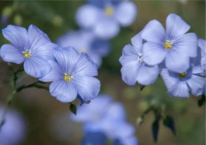 Clusters Of Blue Flowers