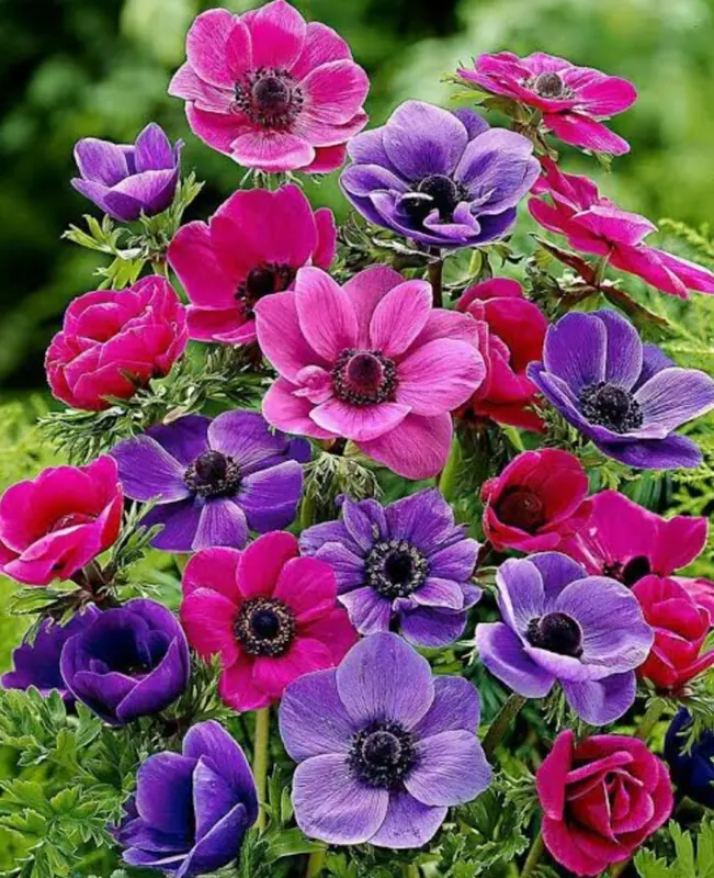 Colorful Anemone Flower Arrangement