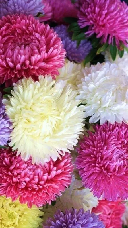 Colorful Aster Flower Cluster