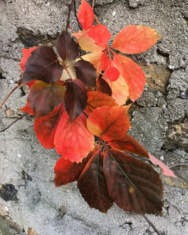 Colorful Autumn Leaves On Texture