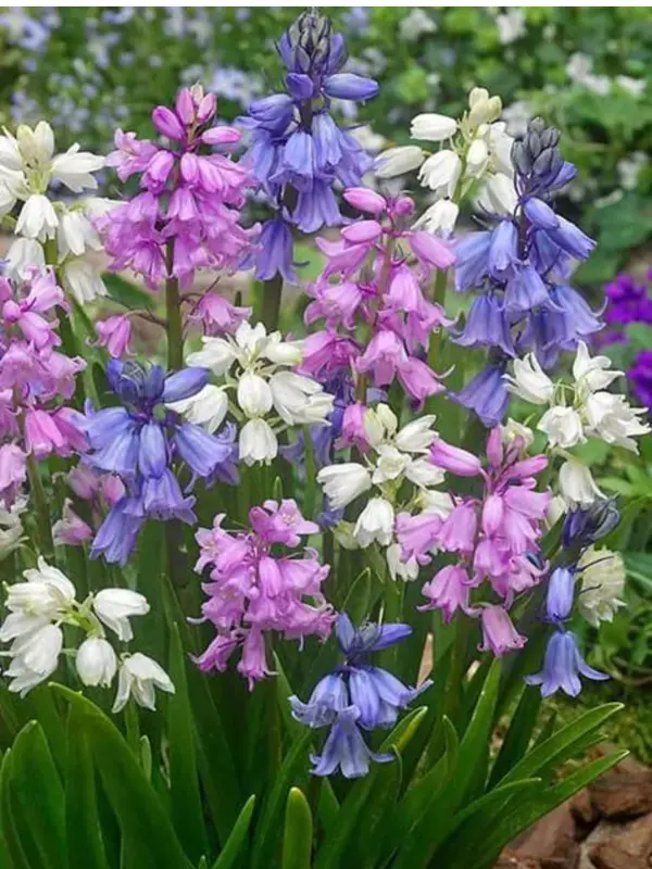 Colorful Bluebell Flower Cluster