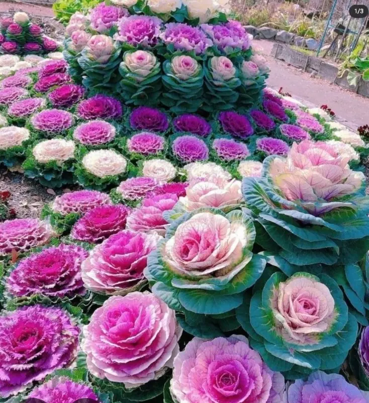Colorful Cabbage Flower Garden